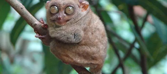 حیوانات فیلیپین